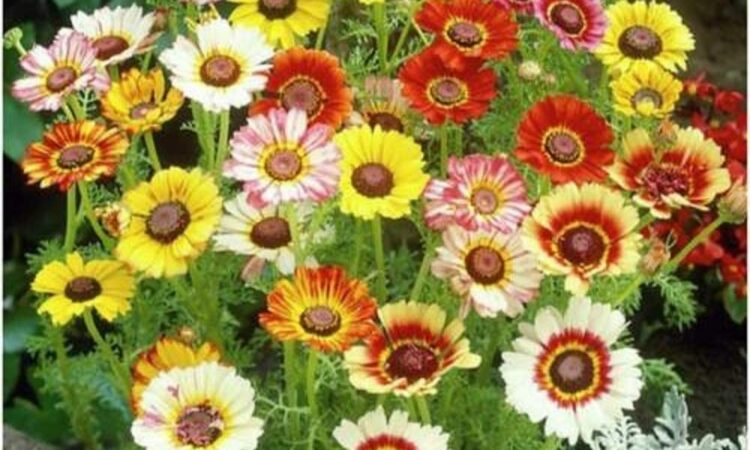 Balcony chrysanthemums 