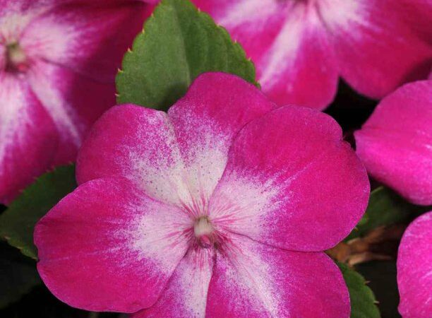 Impatiens are lovely balcony plants