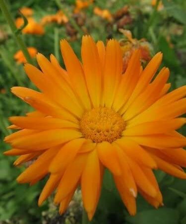 Marigolds are great balcony plants