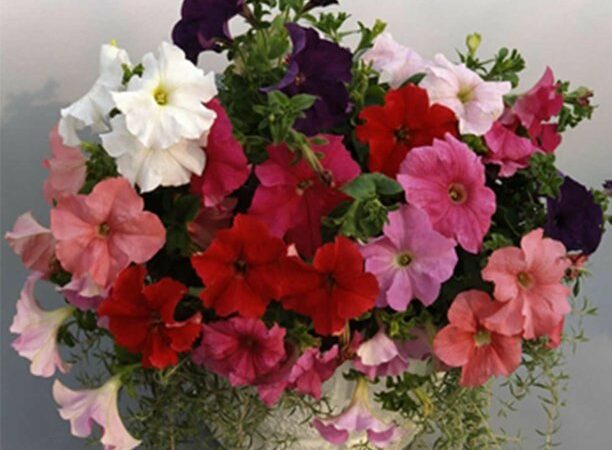 Balcony petunia plants