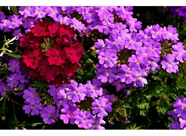 Verbena plants for your apartment balcony